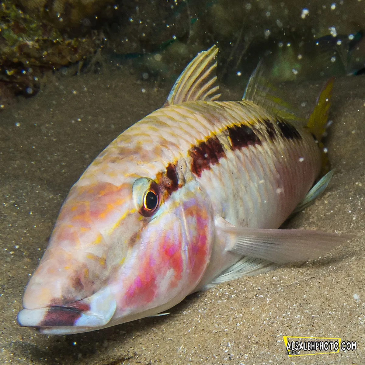 Goatfish (Parupeneus forsskali).