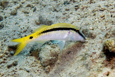 Red Sea Goatfish (Parupeneus forsskali)
