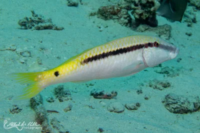 Parupeneus forsskali (Red Sea Goatfish)