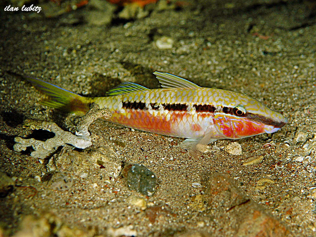 Parupeneus forsskali DSC_0047