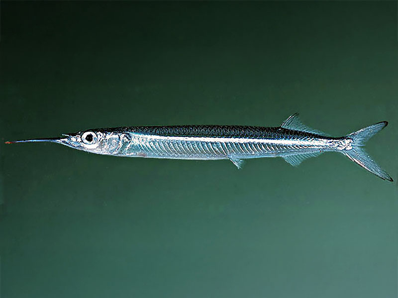 Red Sea Halfbeak