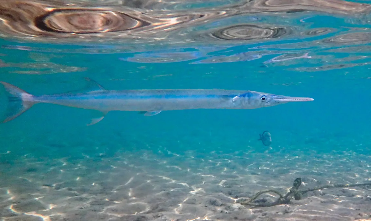 Needlefish
