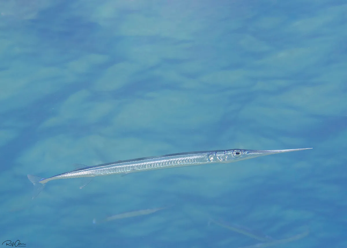 Red Sea Needlefish - Tylosurus choram