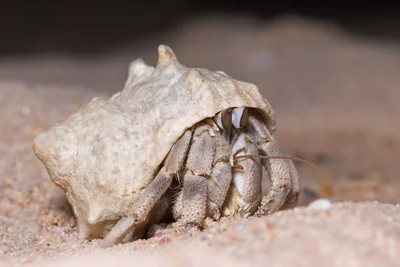Red Sea Land Hermit Crab