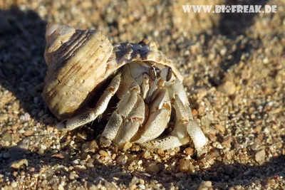 Red Sea Land Hermit Crab