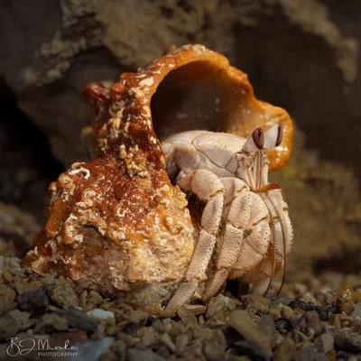 Red Sea Land Hermit Crab
