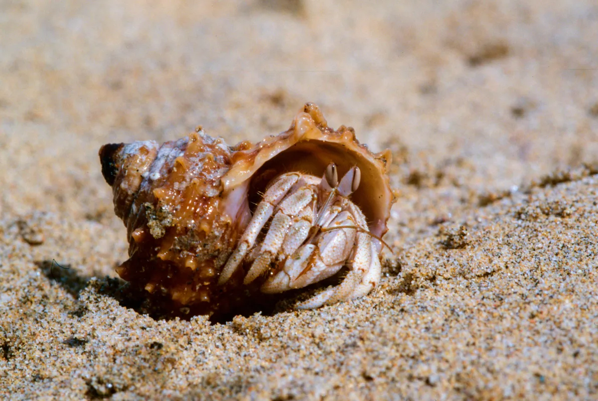 Red Sea Land Hermit Crab