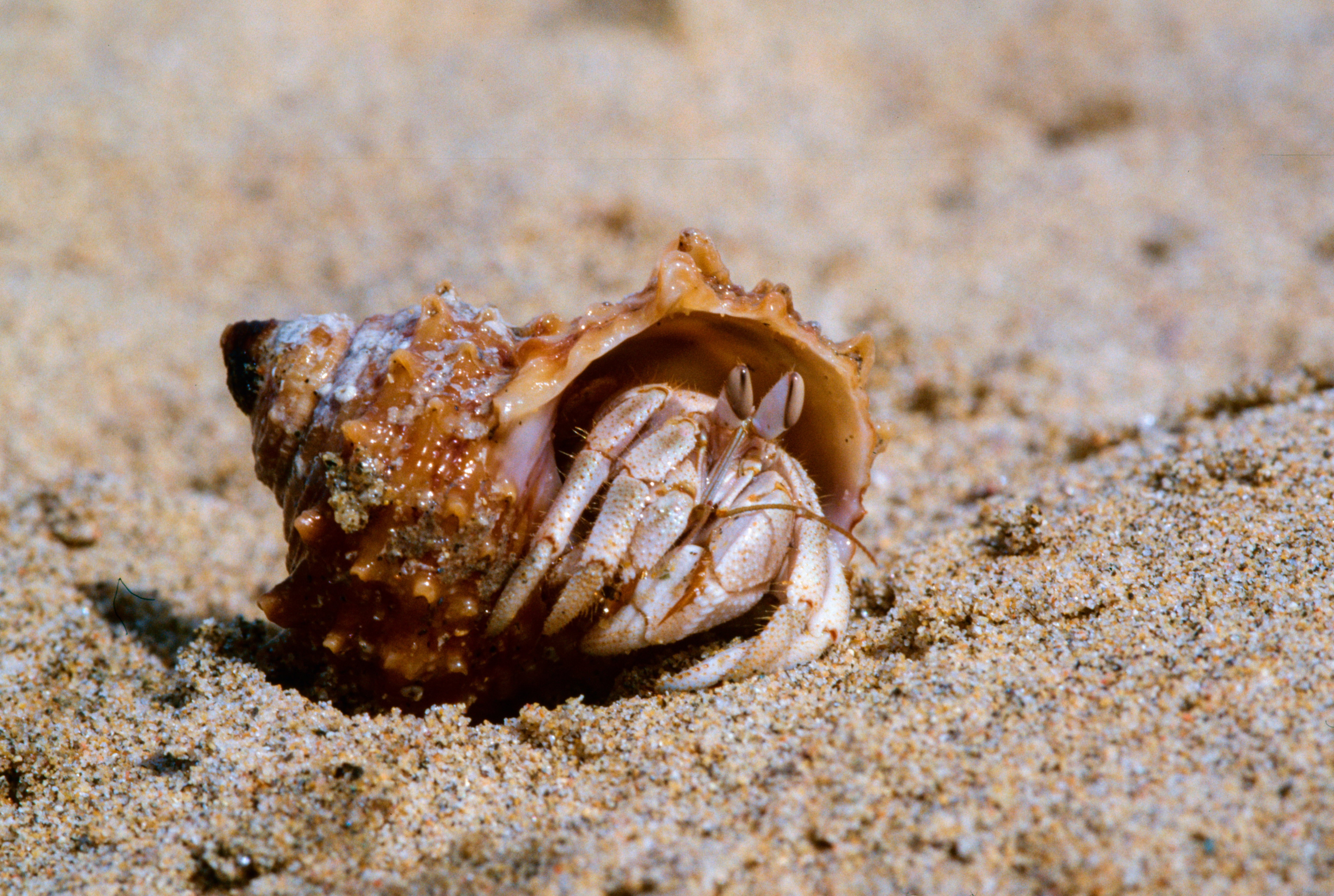 Red Sea Land Hermit Crab