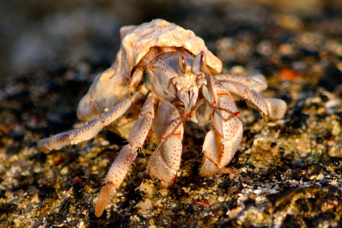 Landeinsiedlerkrebs (Coenobita scaevola)