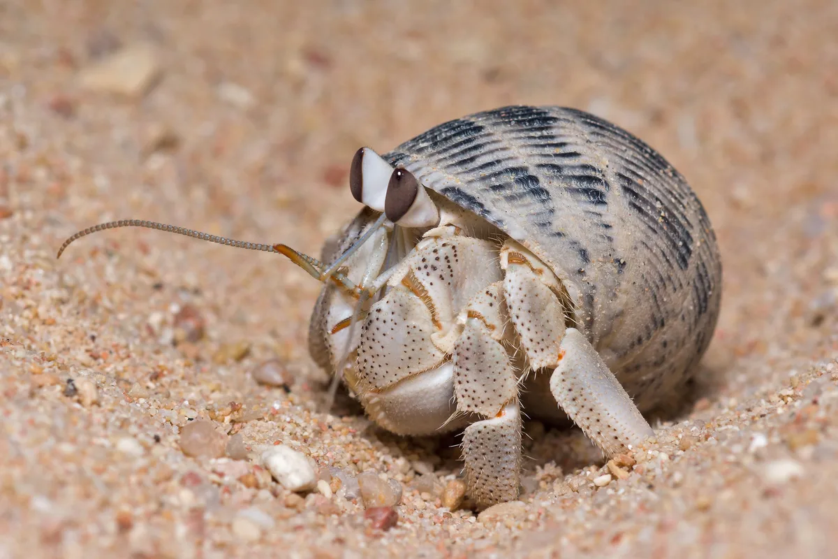 Coenobita scaevola