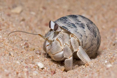 Coenobita scaevola