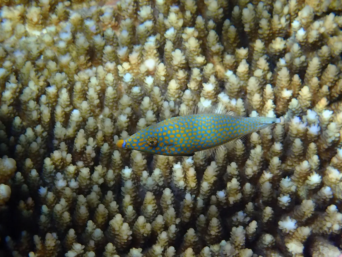 Red Sea Longnose Filefish