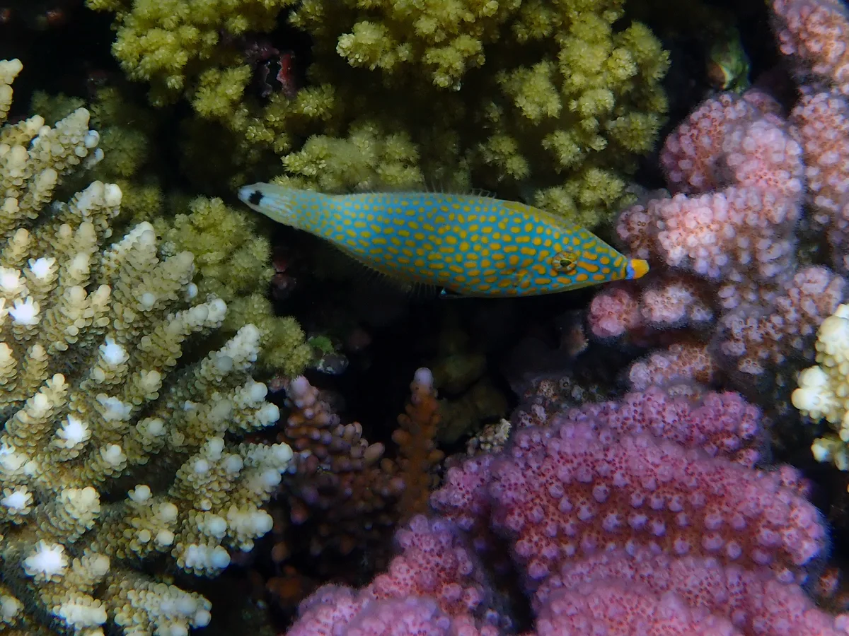 Red Sea Longnose Filefish