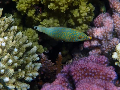 Red Sea Longnose Filefish