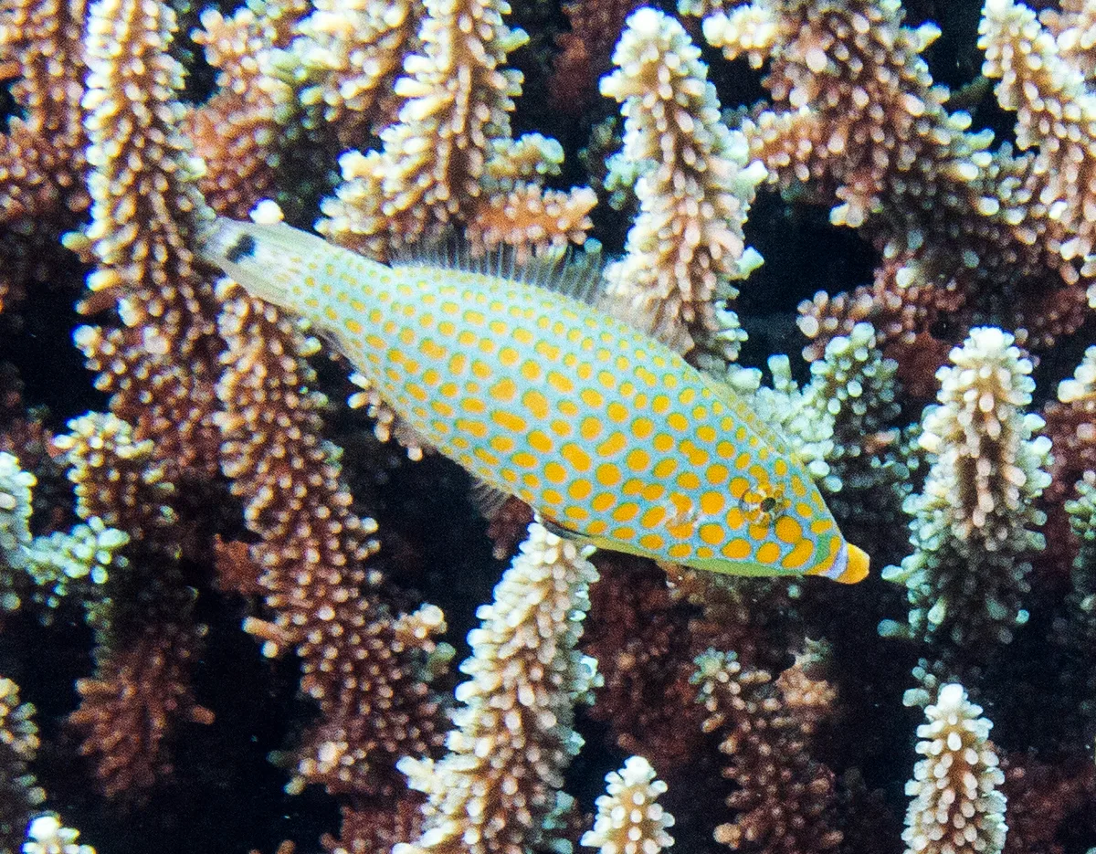 Red Sea Longnose Filefish