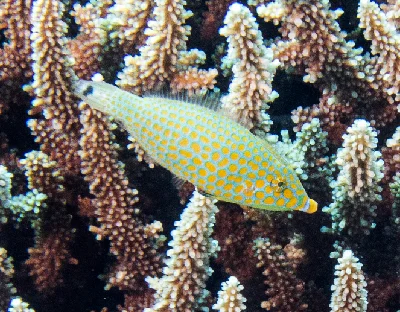 Red Sea Longnose Filefish