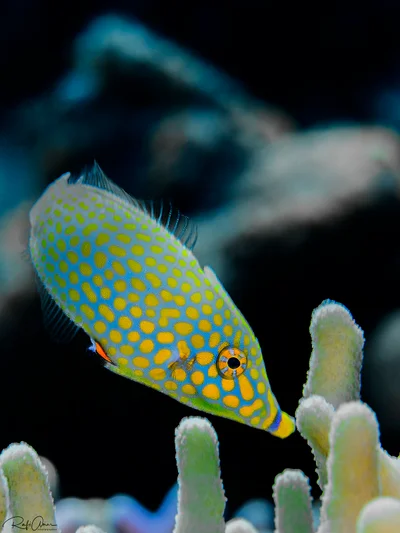 Red Sea longnose filefish - Oxymonacanthus halli