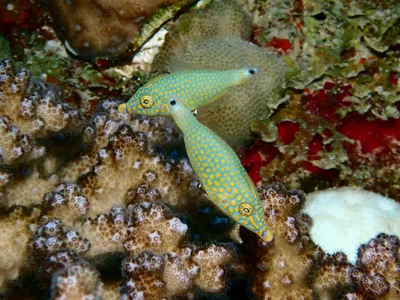 Oxymonacanthus halli - Wadi El-Gemal - Hamata, EG-BA-MA, EG-BA, EG