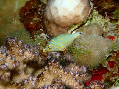 Oxymonacanthus halli - Wadi El-Gemal - Hamata, EG-BA-MA, EG-BA, EG