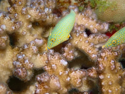 Oxymonacanthus halli - Wadi El-Gemal - Hamata, EG-BA-MA, EG-BA, EG