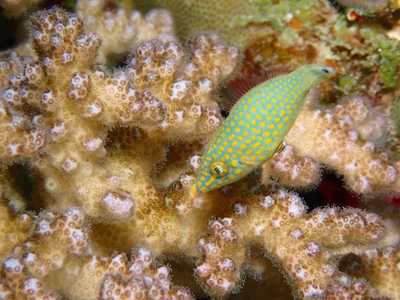 Oxymonacanthus halli - Wadi El-Gemal - Hamata, EG-BA-MA, EG-BA, EG