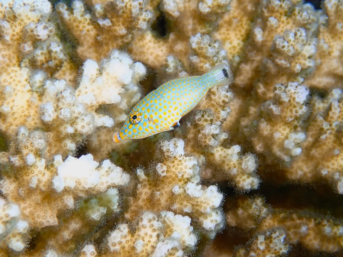 Oxymonacanthus halli - Wadi El-Gemal - Hamata, EG-BA-MA, EG-BA, EG