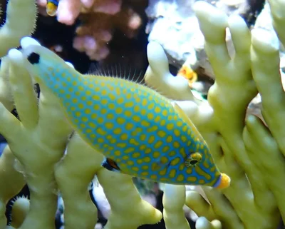 Oxymonacanthus halli - Al Bahr al Ahmar, EG