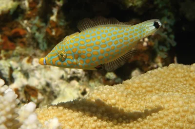 Oxymonacanthus halli - Egypt