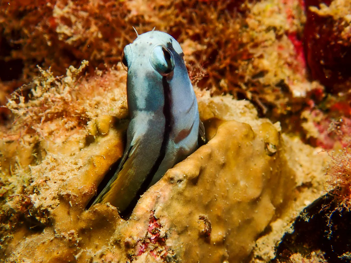 Red Sea Mimic Blenny