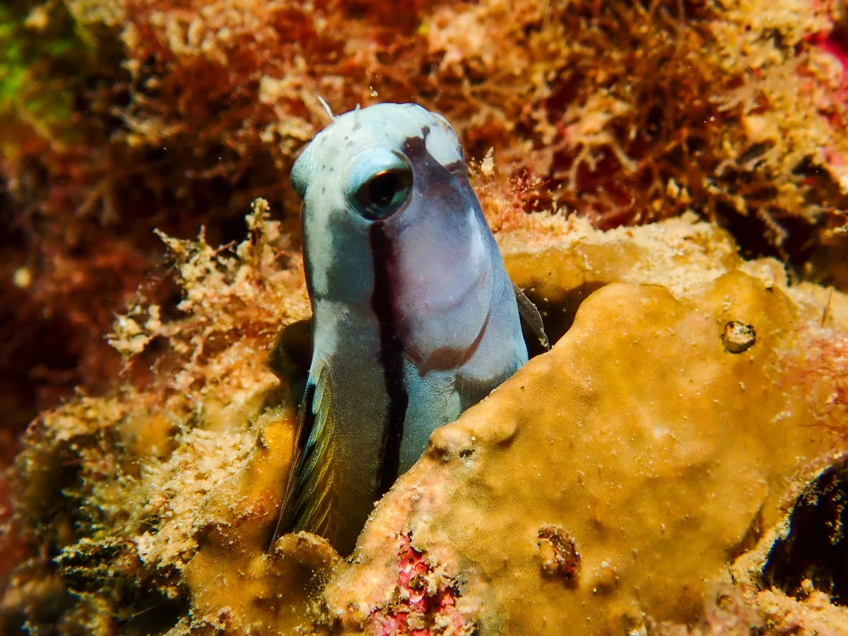 Red Sea Mimic Blenny