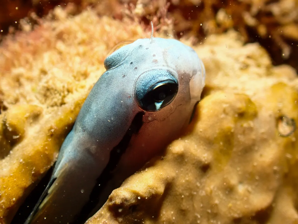 Red Sea Mimic Blenny