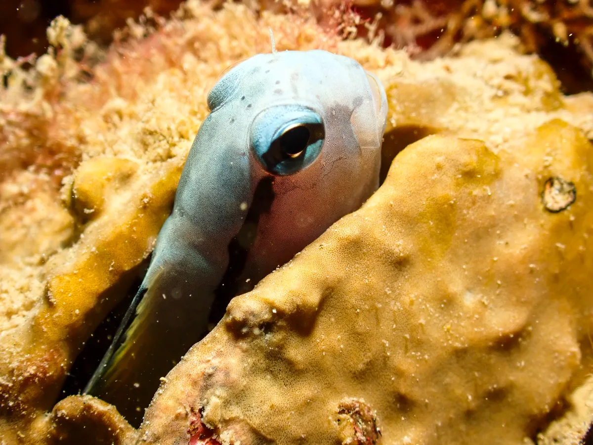 Red Sea Mimic Blenny