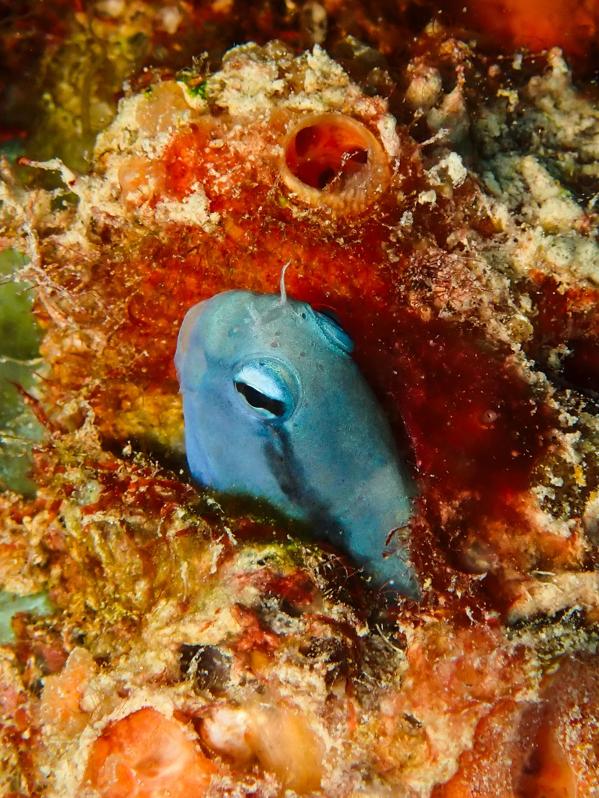 Red Sea Mimic Blenny
