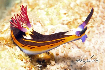 Nembrotha megalocera - Neonsternschnecke - Nudibranch
