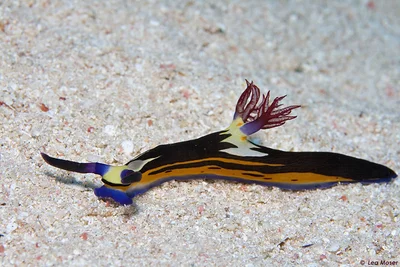 Bighorn nembrotha