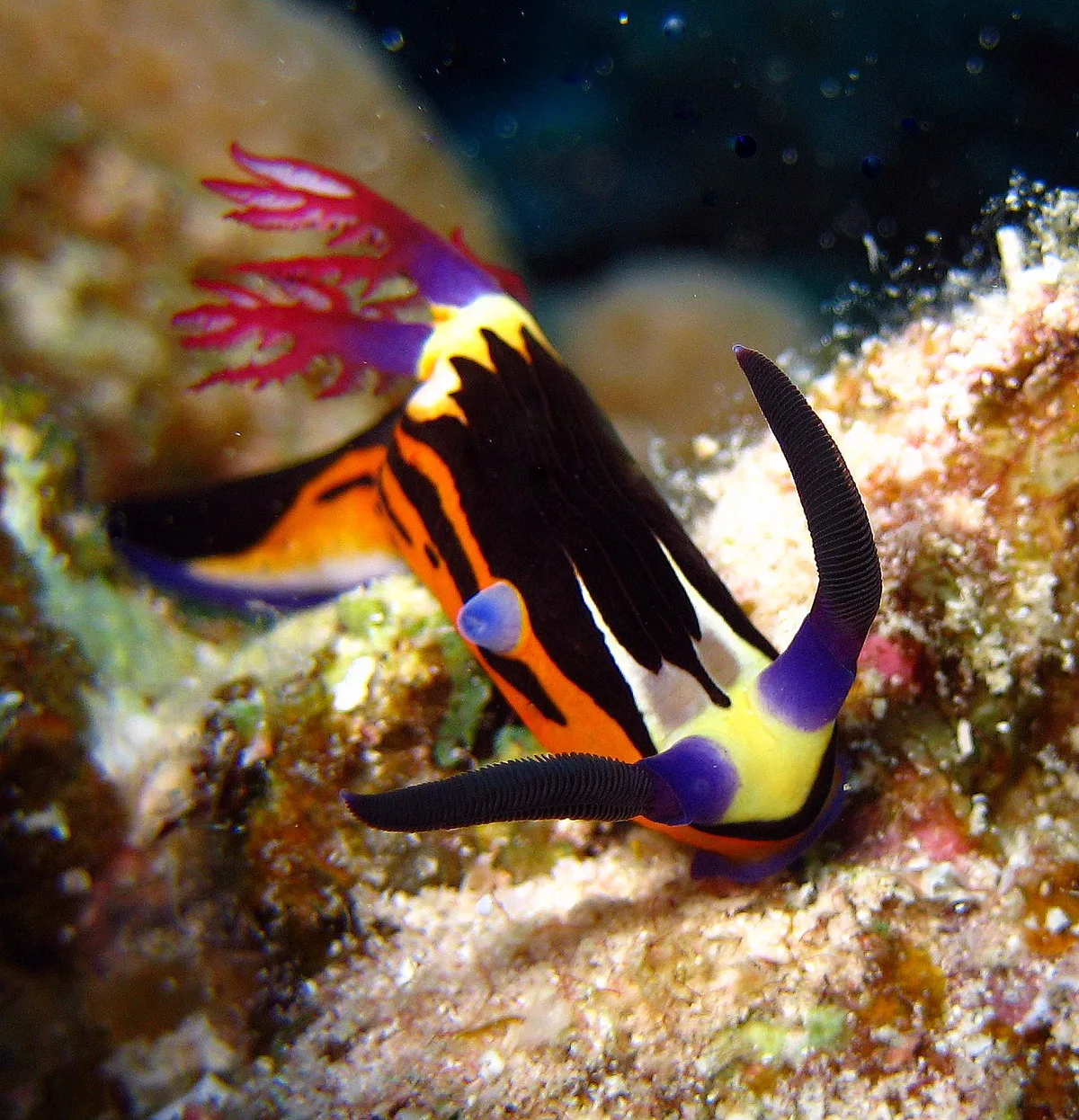 Nembrotha megalocera