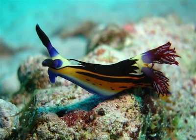 Bighorn Nembrotha
