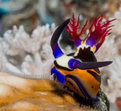 Red Sea Nembrotha - Nembrotha megalocera