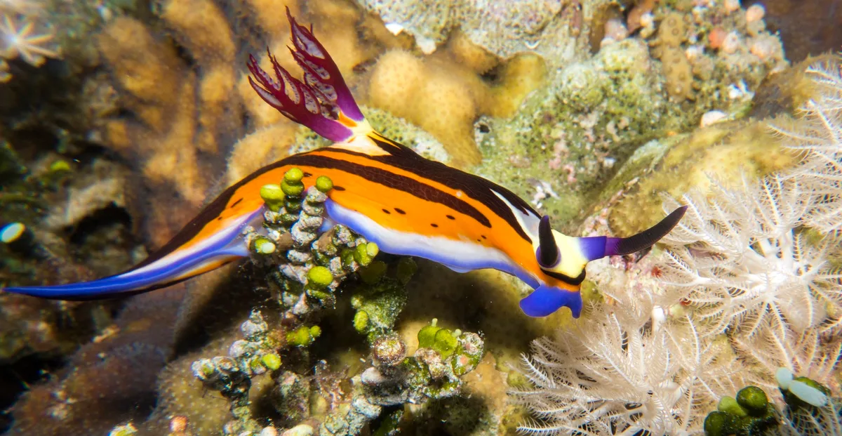 Red Sea nembrotha nudibranch - Nembrotha megalocera