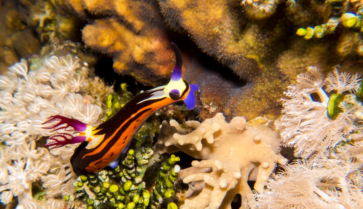 Red Sea nembrotha nudibranch - Nembrotha megalocera