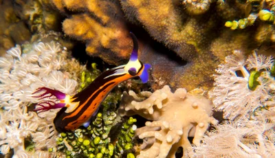 Red Sea nembrotha nudibranch - Nembrotha megalocera