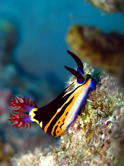 Nudibranc