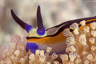 SHARM Nembrotha megalocera NUDI TESTA 4 LIGHT