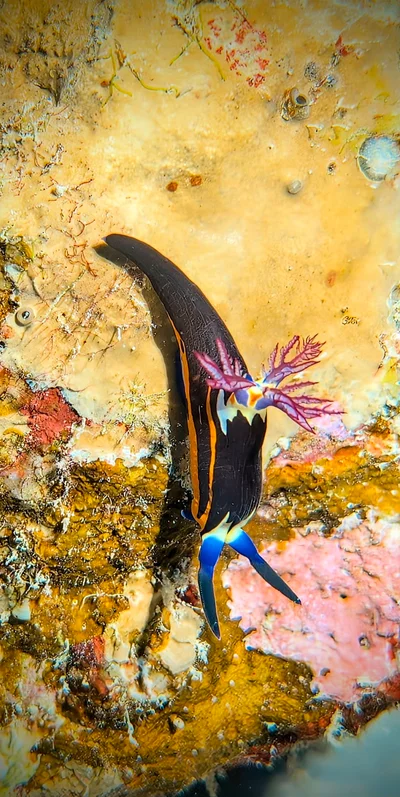 Red Sea Nembrotha
