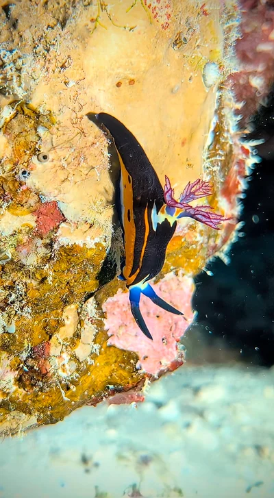 Red Sea Nembrotha