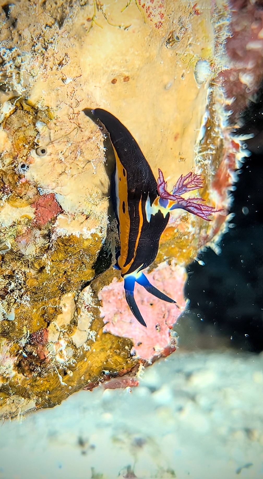 Red Sea Nembrotha