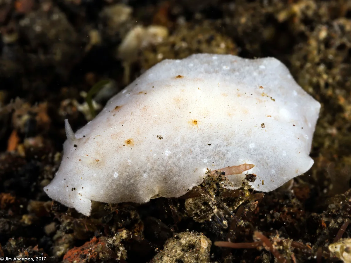 Paradoris erythraeensis - Dsn Batu Dawa Kelod, Tulamben, Kubu, Tulamben, Kubu, Kabupaten Karangasem, Bali 80853, Indonesia