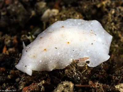 Paradoris erythraeensis - Dsn Batu Dawa Kelod, Tulamben, Kubu, Tulamben, Kubu, Kabupaten Karangasem, Bali 80853, Indonesia