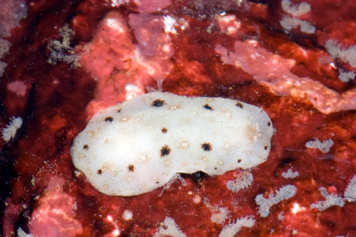 Paradoris erythraeensis - Mabini, Batangas, Philippines