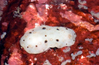 Paradoris erythraeensis - Mabini, Batangas, Philippines